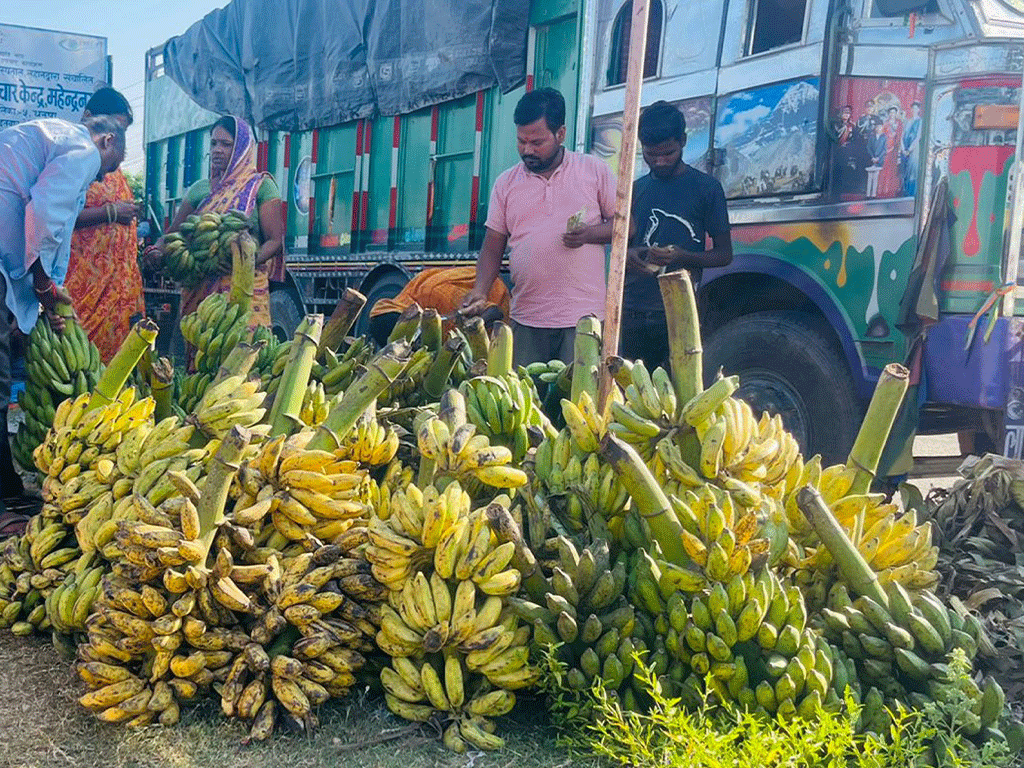 छठ पर्वले बजारमा केराको माग बढ्यो
