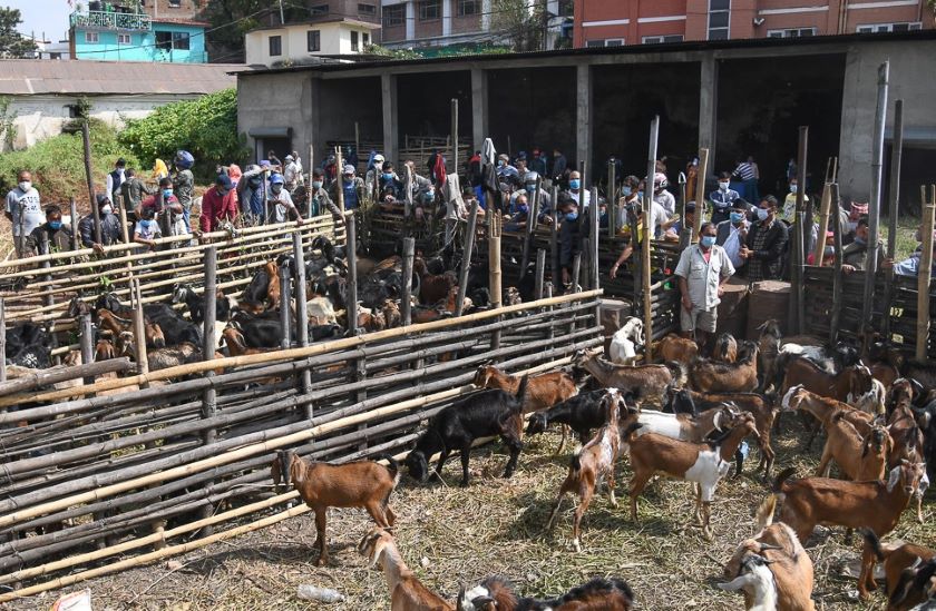 थापाथलीमा खसीबोका किन्नेको भिड