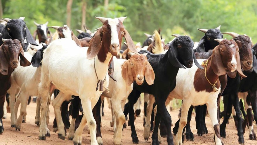 दशैंमा सहकारीले बेच्यो ६९ लाख बढी मूल्यका खसीबोका