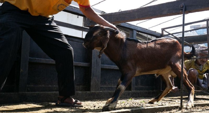 भक्तपुरका गोठमा बाँधिएका चालिस खसीबोका चोरी गर्ने गिरोहसहित मासु पसल सञ्चालक पक्राउ