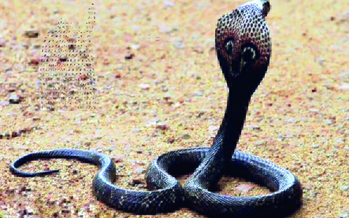 बागलुङमा किङ कोब्रा भेटियो