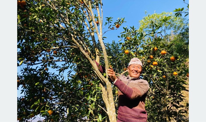 पूर्वप्रदेशसभा सदस्य थापाको सुन्तला खेती