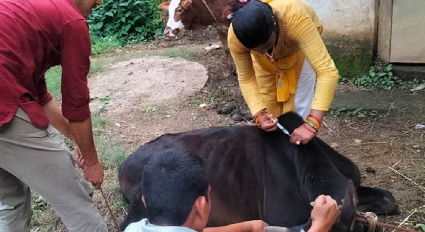 धनुषामा ‘लम्पी स्किन’ रोग विरुद्ध धमाधम पशुलाई खोप