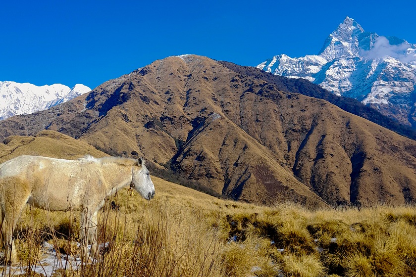 माछापुच्छ्रे  हिमाल