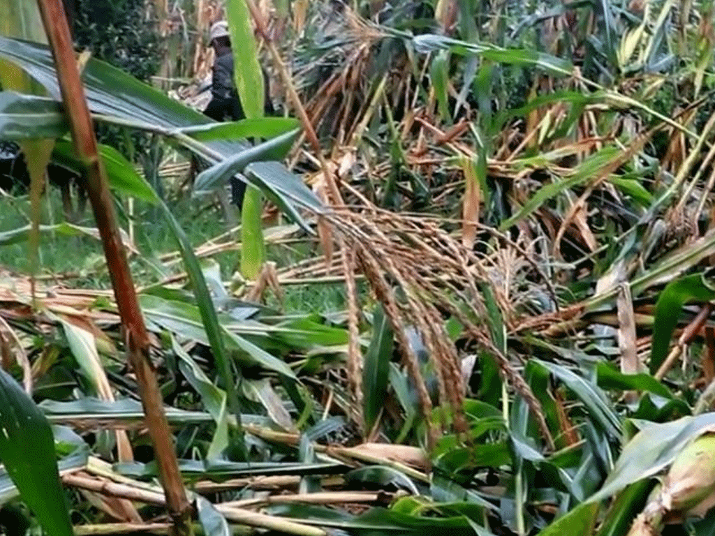 हावाहुरीले मकैबालीमा क्षति हुँदा किसान चिन्तित