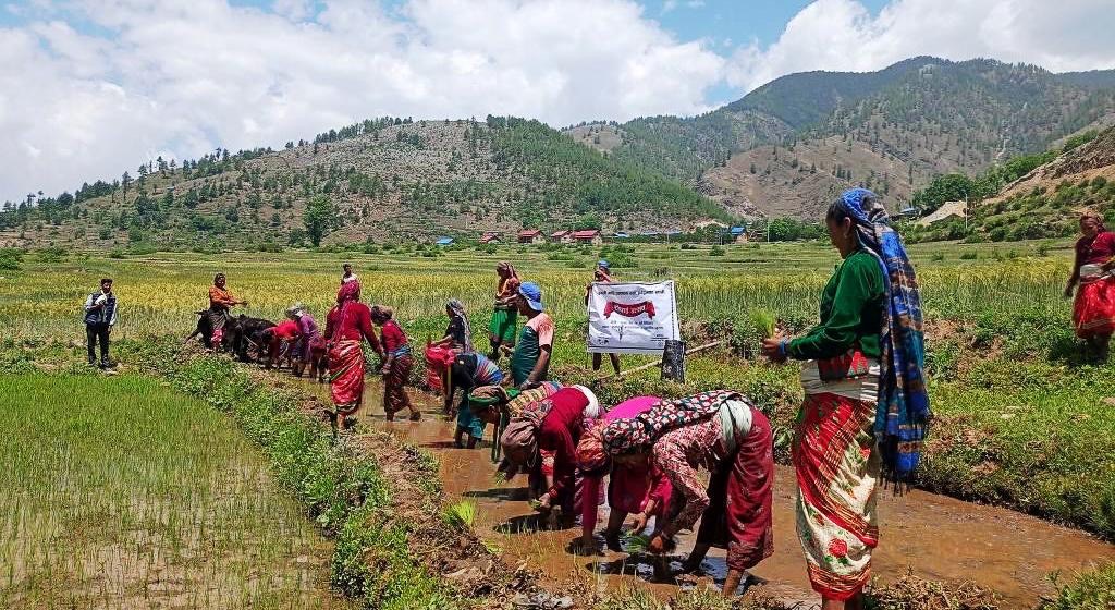 जुम्लामा मार्सीधान रोपाइँ सुरु