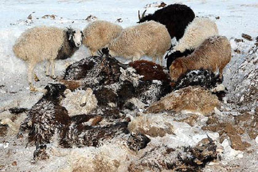 मङ्गोलियामा ४९ वर्षपछि भारी हिमपातः मरे ६ लाख ६७ हजारभन्दा बढी पशु