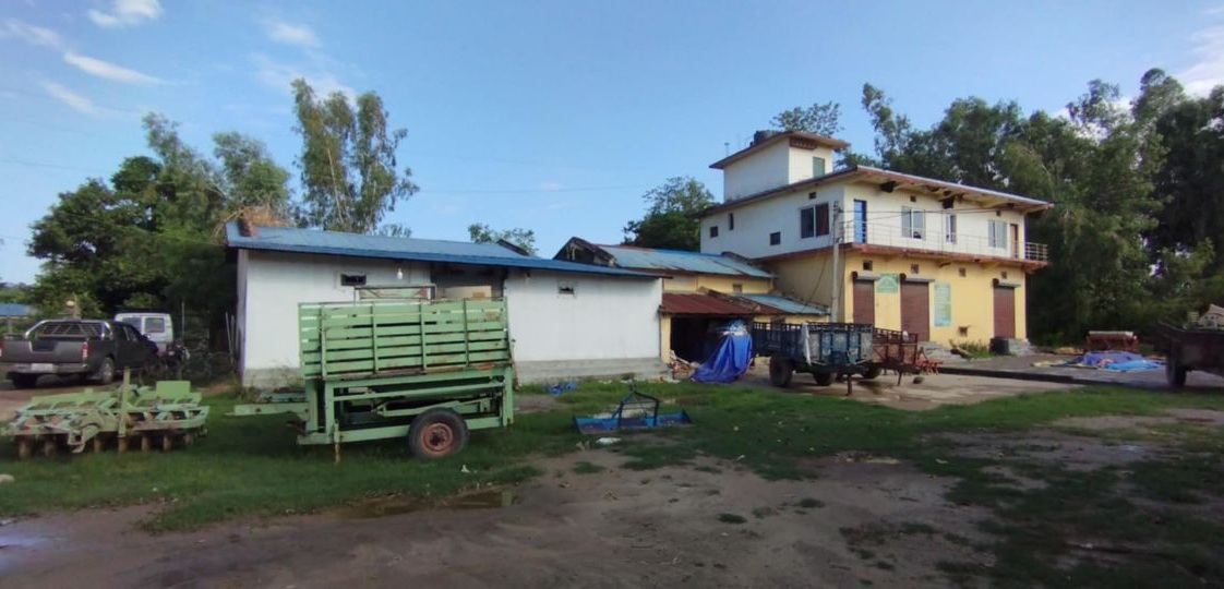 सय हेक्टरमा धानको बीउ उत्पादन गर्दै सहकारी