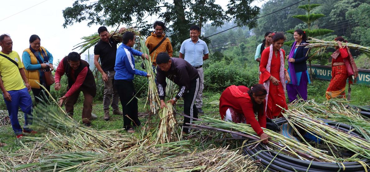 तलब खर्च गरेर नगर उपप्रमुखले बाँडे निःशुल्क घाँसको बिरुवा