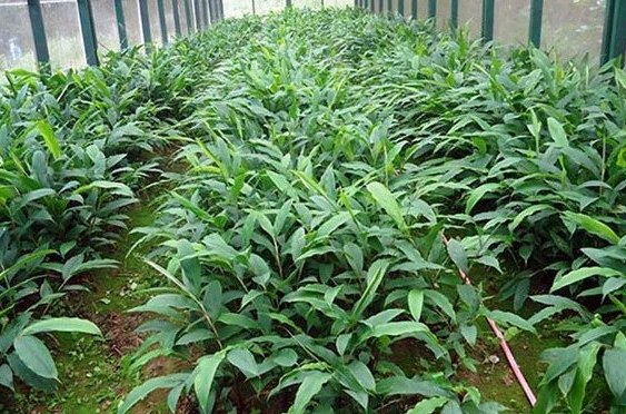 विदेशबाट फर्किएर अलैँचीको व्यावसायिक खेती