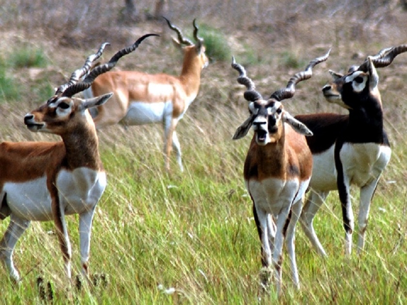 आगामी फागुनसम्ममा चितवनमा कृष्णसार ल्याउने तयारी
