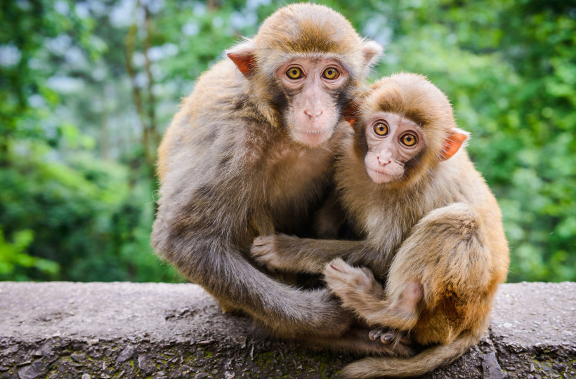 बाँदर धपाएरै जान्छ किसानको दिनचर्या