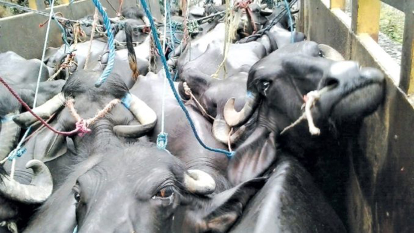 पशु चौपायामा समेत नेपाल परनिर्भर, तीन अर्ब १२ करोडको आयात