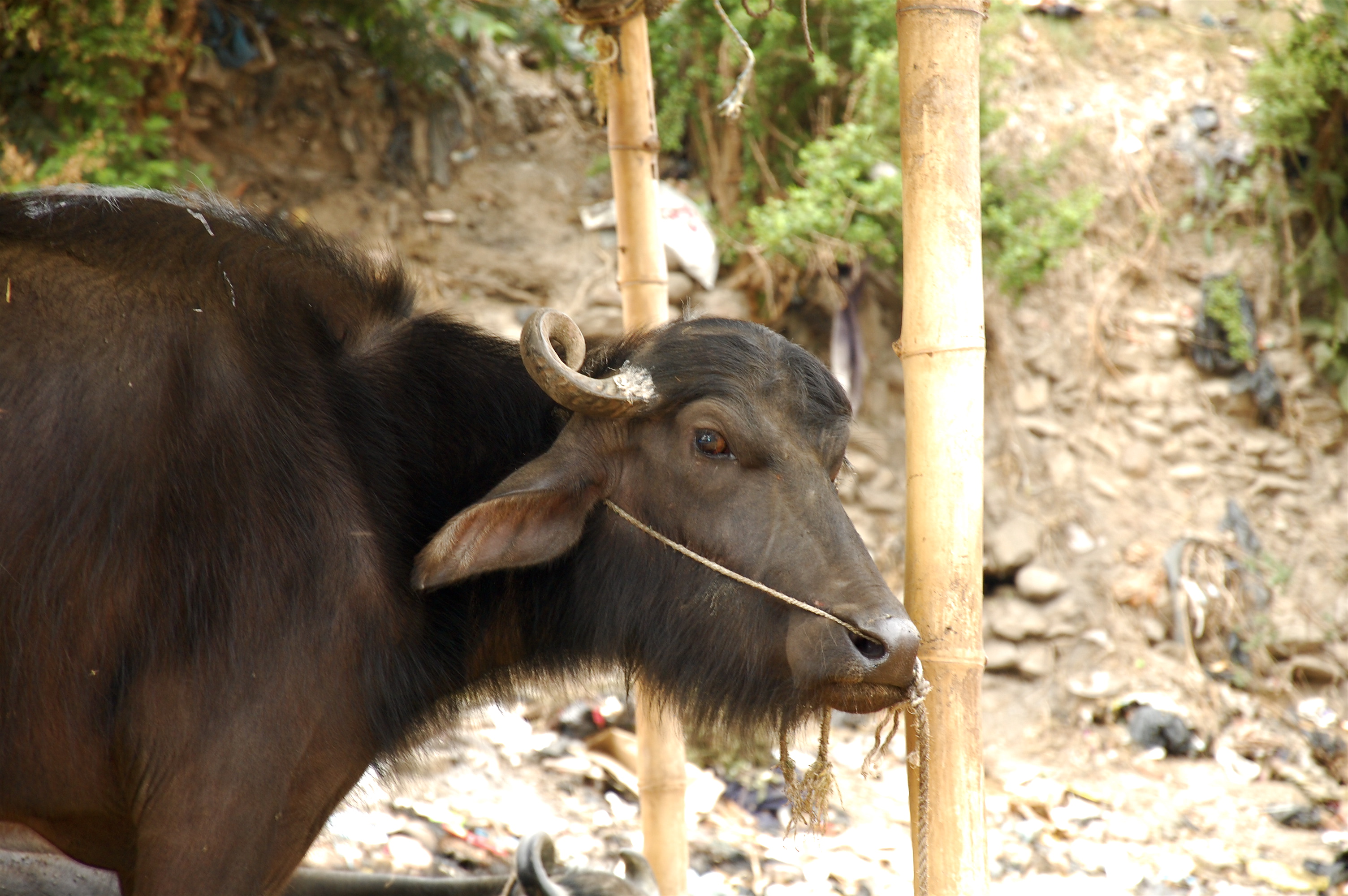 दुई महिनाभित्र व्यावसायिक भैँसीपालन राष्ट्रिय रणनीति बन्ने