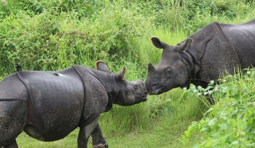 चितवन राष्ट्रिय निकुञ्जबाट तीन भाले गैँडा स्थानान्तरण