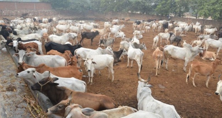 गाई संरक्षण गर्न नेपालमै पहिलो ‘गौमहोत्सव’ हुने