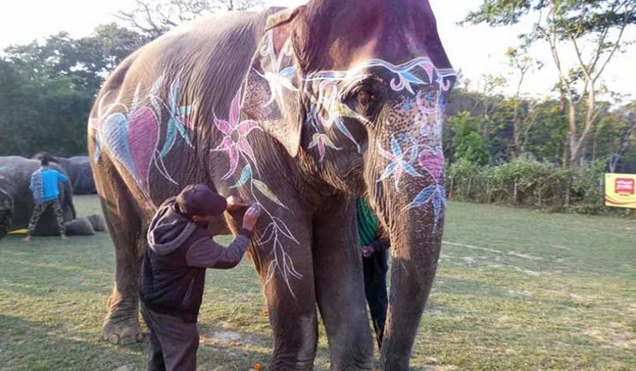 धेरै छावा जन्माउने ‘पूजाकली’को असामयिक मृत्यु