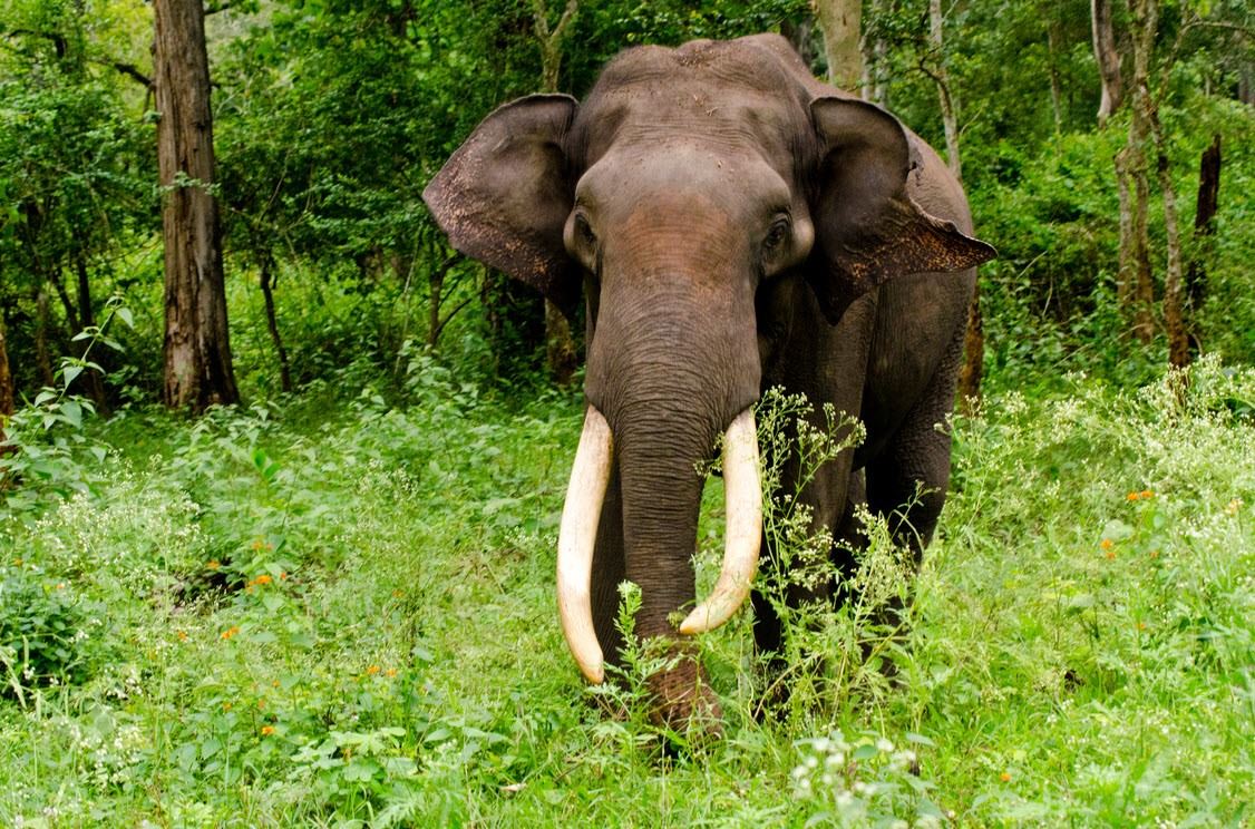 सहर पस्न थाले भोकाएका जङ्गली हात्ती