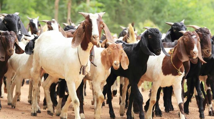 खसीबोका मूल्य प्रतिकेजी ६ सय ४० रुपैयाँ