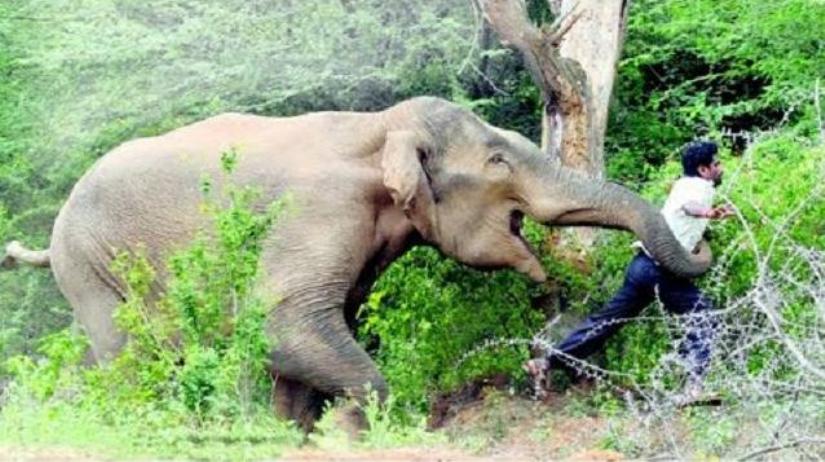 हात्तीलाई गाउँ पस्न रोकेन विद्युतीय तारबारले, बालीनालीमा व्यापक क्षति