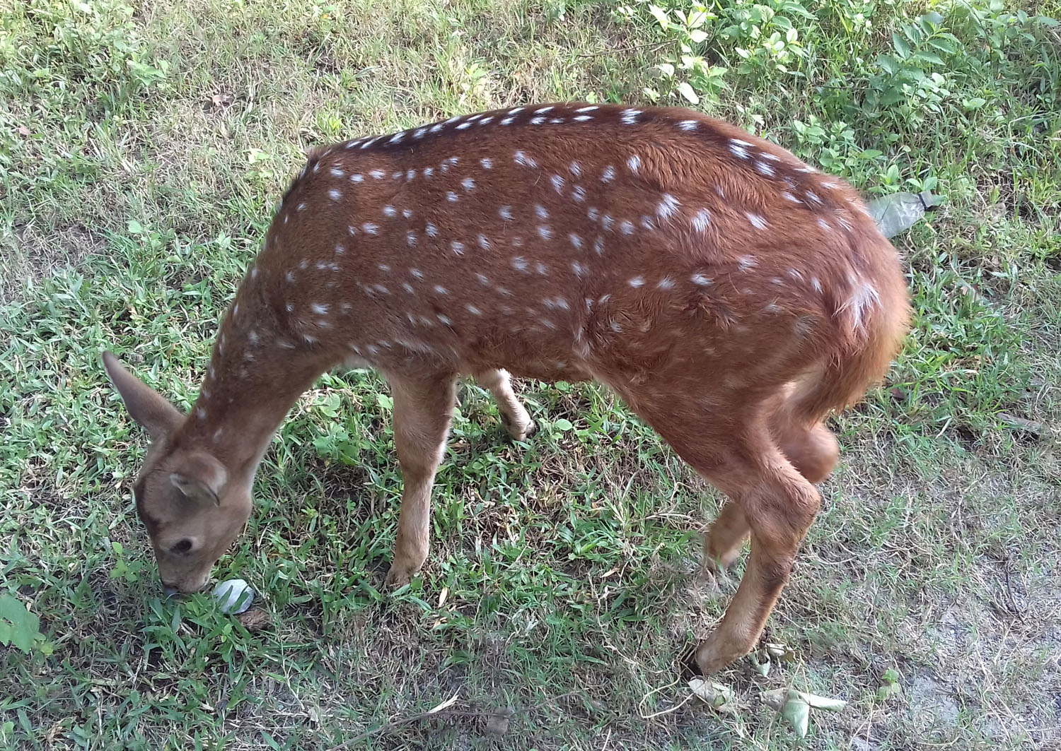 कञ्चनपुरमा चर्दै मृग