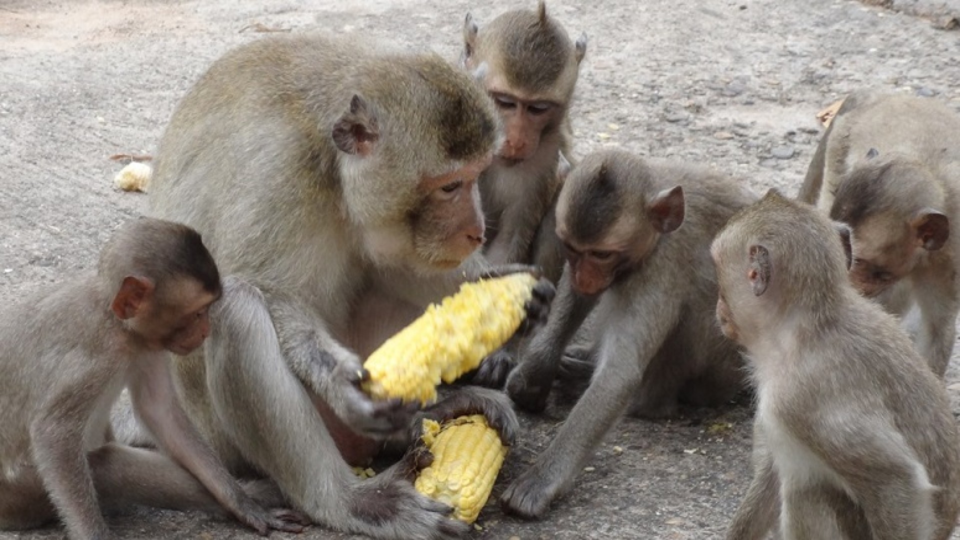 दुई सय बाँदर नियन्त्रणमा