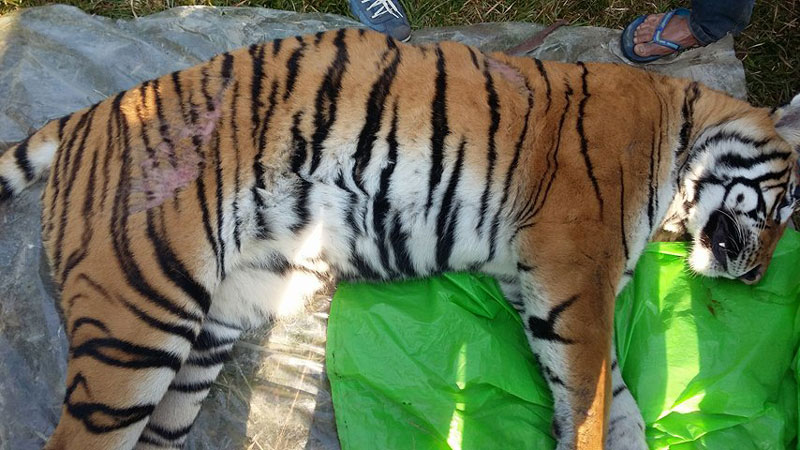 चितवन राष्ट्रिय निकुञ्जमा बाघ र गैँडा मृत फेला