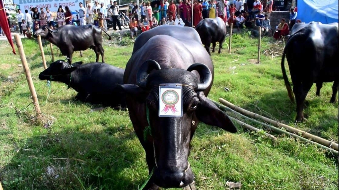 भैँसी सुन्दरी प्रतियोगिता सम्पन्न