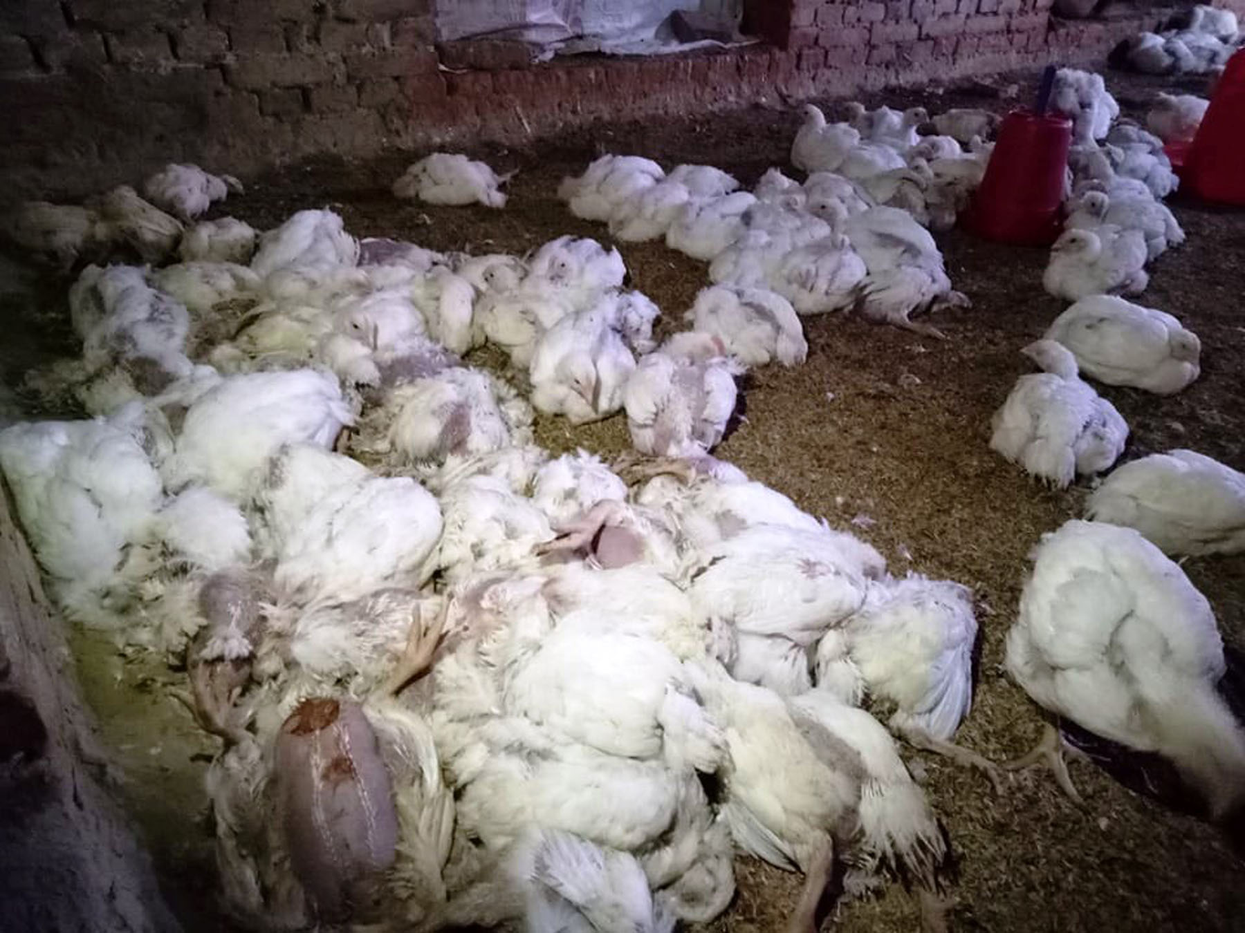 भक्तपुरमा भेटियो बर्ड फ्लु