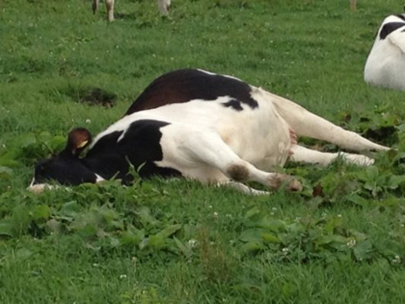 संरक्षण केन्द्रका ४६ गाई मरे