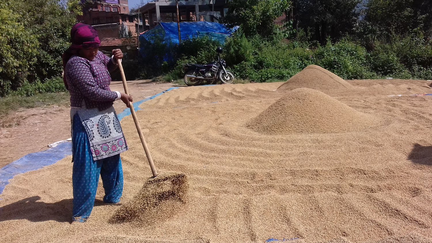 धानमा व्यापारीको मनोमानी, समर्थन मूल्यको आधा पनि पाउँदैनन् किसानले