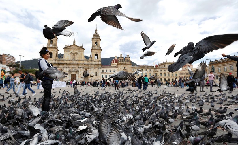 Don't Feed the Pigeons  :  Colombia