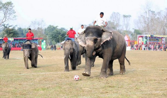 सौराहामा हात्ती महोत्सव पुस १० देखि हुने