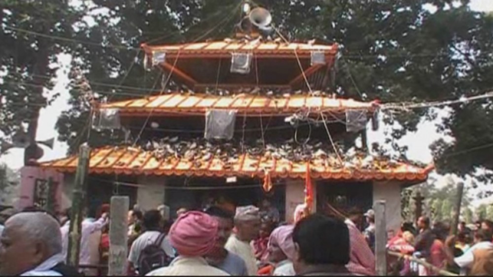 अब गढीमाई मन्दिरमा परेवाको बली दिनेलाई पाँच हजार जरिवाना गरिने