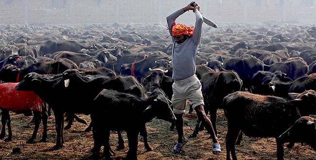 थारु बस्तीमा पूजामा पशुपक्षी बलि दिन निषेध