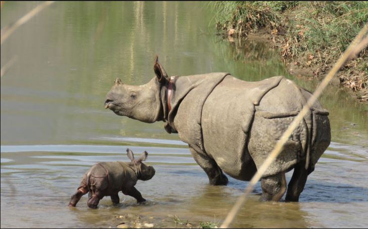 आमासँगै बजार डुल्ने केटो मारियो
