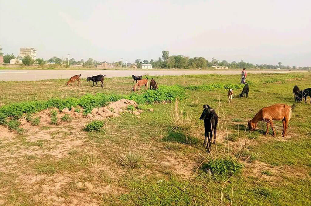 बलेवा विमानस्थल बन्यो गौचरन