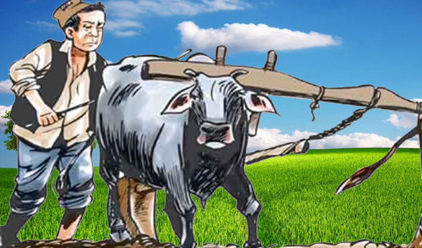 मुक्त हलियालाई दसैँ खर्च जुटाउनकै पिरलो