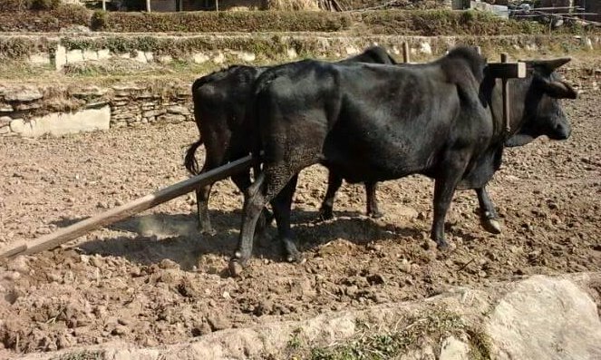 तपाईंलाई थाहा छ, उपत्यकामा गोरुले किन जोतिँदैन ?