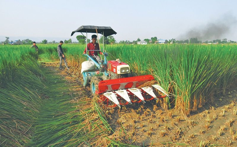 धान क्षतिको स्थलगत अध्ययन सम्पन्न