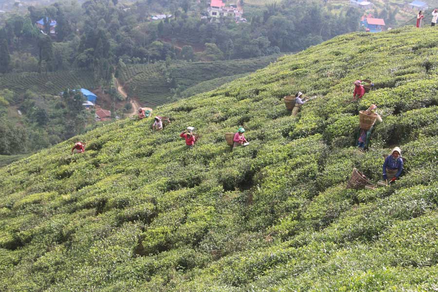 इलामकाे विश्वमै दुर्लभ जातको चिया लाेप हुने खतरा