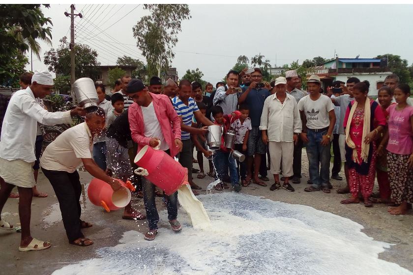 अनि बग्छ दुध सडकमा...दैनिक २ लाख लिटर दुधलाई बजार छैन !