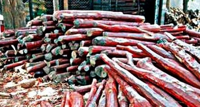 नेपालमा बरामद भएका अढाइ लाख किलो रक्तचन्दन भारतले फिर्ता नलगेपछि...