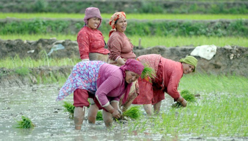 चितवनमा ४७ प्रतिशत मात्र रोपाइँ