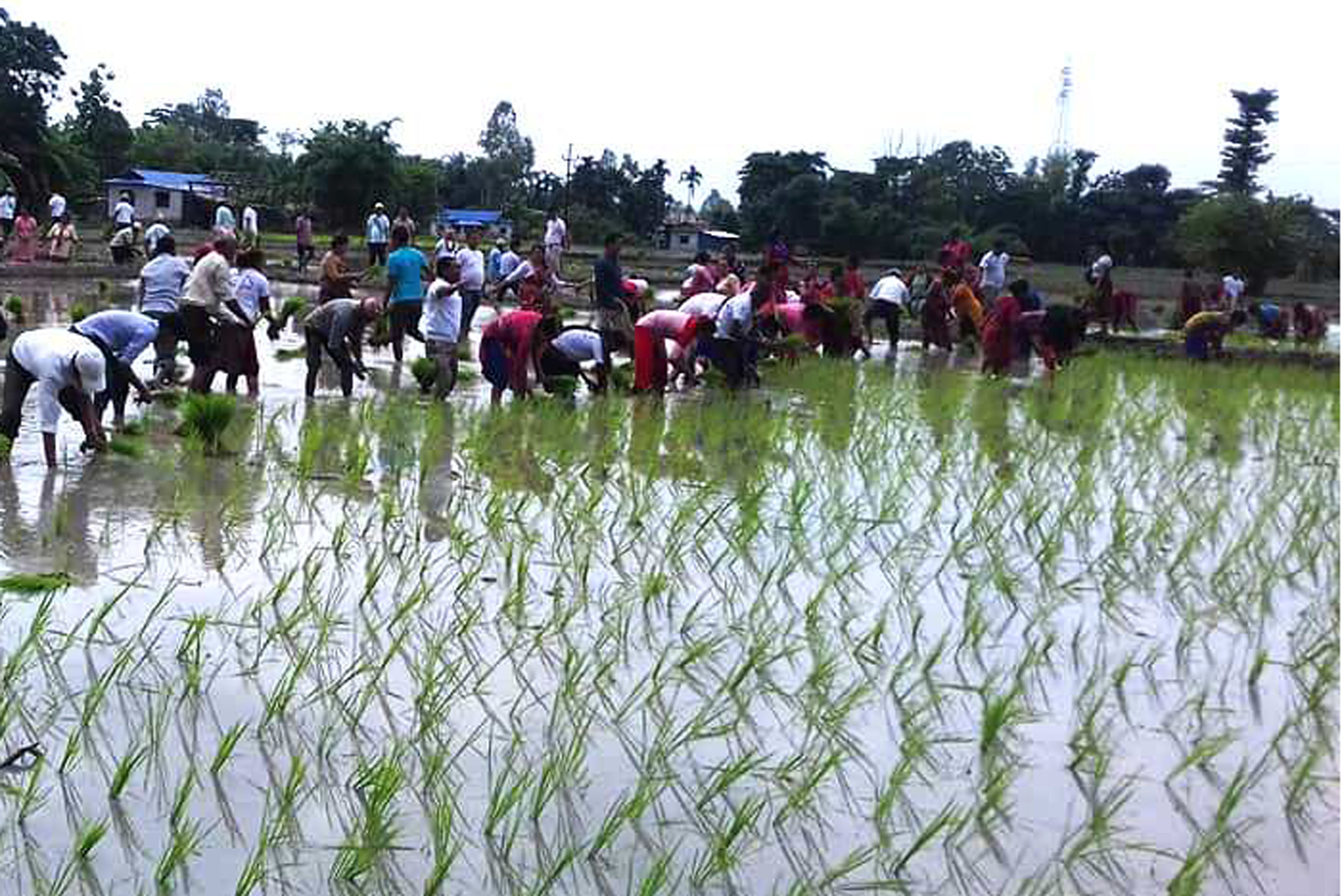 मधेस प्रदेशमा ५९ प्रतिशत मात्र धान रोपाइँ