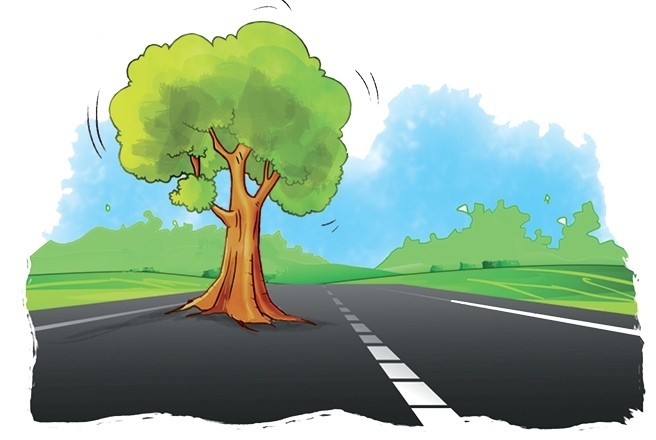 एउटै रूखले सडक निर्माणमा अवरोध