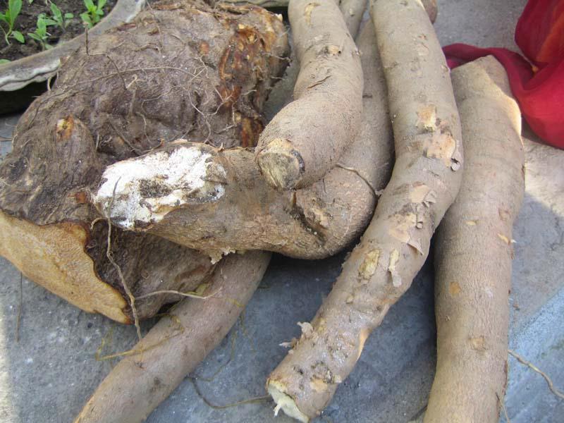 तरुलमा पनि नेपाल भारतसँग परनिर्भर