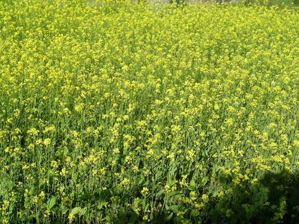 व्यवसायिक तोरी खेती गर्ने किसानलाई गाउँपालिकाको अनुदान
