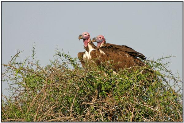 १८ अण्डा पारेको डंगर गिद्धले ६ वटा बच्चा कोरल्यो