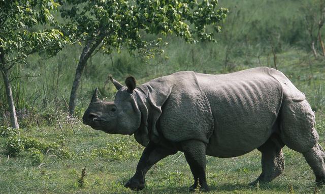 चितवनमा एक वर्षमा २६ गैंडा मरे